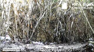 Bushes Shit, ScatKings.com Scat Porn 9 ScatKings.com Scat Porn
