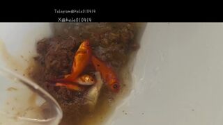 Pooping in front of a goldfish in a cup, ScatKings.com Scat Porn 11 ScatKings.com Scat Porn