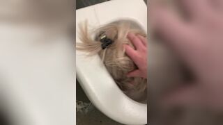 Public Toilet Submission 2, ScatKings.com Scat Porn 3 ScatKings.com Scat Porn