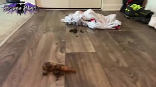 ScatKings.com Scat Porn